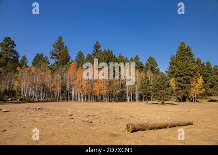 Schöne sonnige Herbstfarbe der Uinta Wohnung Designated dispersed Campingplatz in Utah Stockfoto