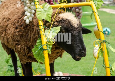 Nahaufnahme von Schafen Gesicht im Garten Stockfoto