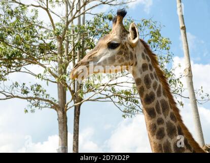 Giraffe Kopf Stockfoto