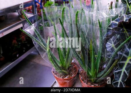 Aloe Vera im Topf. Zum Verkauf im Laden. Auswahl von Pflanzen Haus Stockfoto