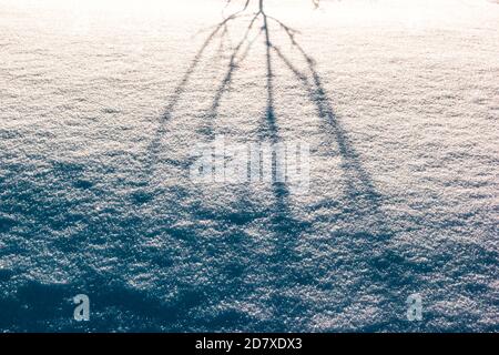 Winter trockene Pflanzenschatten auf dem Neuschnee Hintergrund Stockfoto