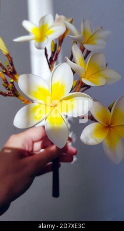 Weibliche Hand hält Plumeria / Frangipani Blumen. Ein Lichtstrahl fällt auf eine Blume. Nahaufnahme, Lifestyle, vertikales Foto. Stockfoto
