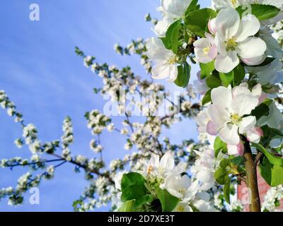 Der Fokus dieses Fotos liegt auf der großen Blume auf der rechten Seite des Fotos. Blühende Sakura / Apfelbaum ist gegen den blauen Himmel. Stockfoto