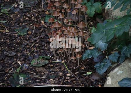Psathyrella conopilus Pilze mit braunem spitzen Kopf im Wald Stockfoto