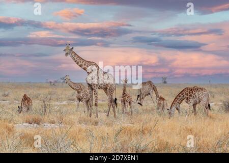 Erwachsene weibliche Giraffe mit Kalb grasen auf Savanne im Etosha Nationalpark, Ombika, Kunene, Namibia, echte Wildtierfotografie Stockfoto