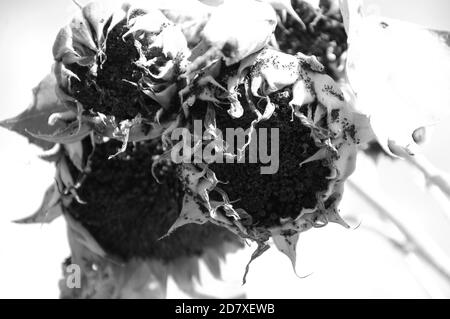 Sonnenblumen in den Feldern monochromes Foto von unten nach oben aufgenommen Stockfoto