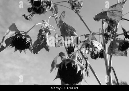 Sonnenblumen in den Feldern monochromes Foto von unten nach oben aufgenommen Stockfoto