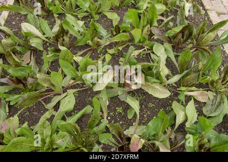 Bio Chicorée 'Rossa di Treviso precoce' Pflanze aus eigenem Anbau (Cichorium intybus) wächst auf einer Zuteilung in einem Gemüsegarten Stockfoto