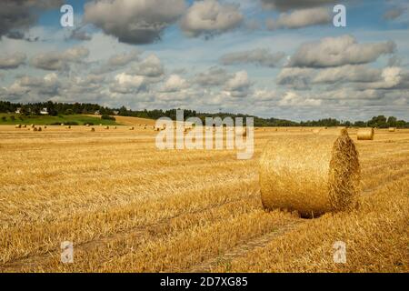 Goldene Strohrollen in der Landschaft von Lettland, Erntezeit Landschaft Stockfoto