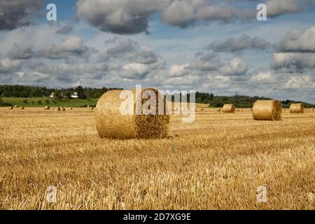 Goldene Strohrollen in der Landschaft von Lettland, Erntezeit Landschaft Stockfoto