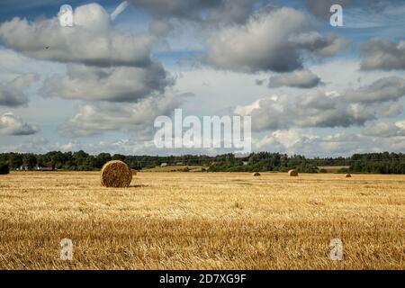 Goldene Strohrollen in der Landschaft von Lettland, Erntezeit Landschaft Stockfoto
