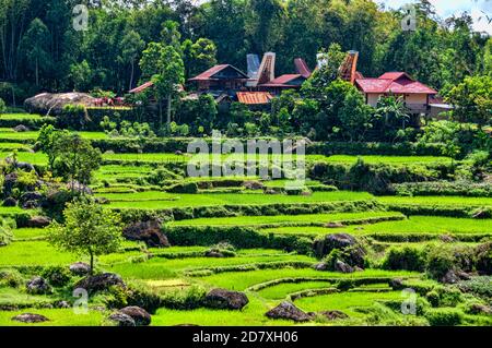 Reisfelder und Dorf in Batutumonga, Tana Toraja, Süd-Sulawesi, Indonesien Stockfoto