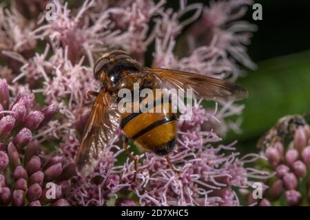 Kleine Hornet Hoverfly, Volucella inanis, Fütterung von Eupatorium cannabinum, Hanf-Agrimony. Stockfoto