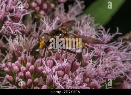 Kleine Hornet Hoverfly, Volucella inanis, Fütterung von Eupatorium cannabinum, Hanf-Agrimony. Stockfoto