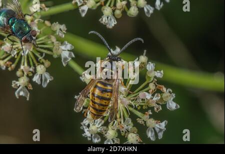 Saxon Wasp, Dolichovepula saxonica Arbeiter, Fütterung von umbelliferen Blumen im Spätsommer. Stockfoto