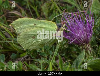 Männlicher Brimstone-Schmetterling, Gonepteryx rhamni, Fütterung von stemless Thistle auf Kreide im Unterland, Spätsommer. Stockfoto