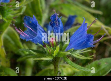 Viper's Bugloss, Echium vulgare, Nahaufnahme von Blumen auf Kreide im Landesboden. Stockfoto