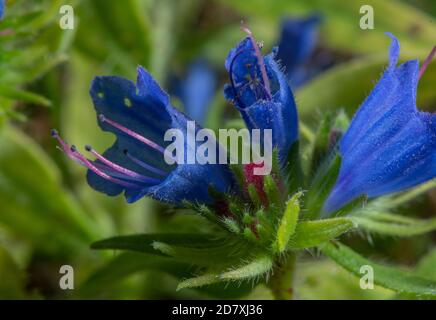 Viper's Bugloss, Echium vulgare, Nahaufnahme von Blumen auf Kreide im Landesboden. Stockfoto