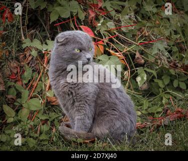 Eine graue Schottische Fold Katze sitzt im Garten vor einem Hintergrund von grünen und roten Blättern aus wilden Trauben und Hopfen. PET-Hochformat. Herbsttag. Stockfoto