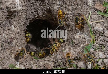 Deutsche Wasp, Vespula germanica, Arbeiter um den unterirdischen Nesteingang. Stockfoto