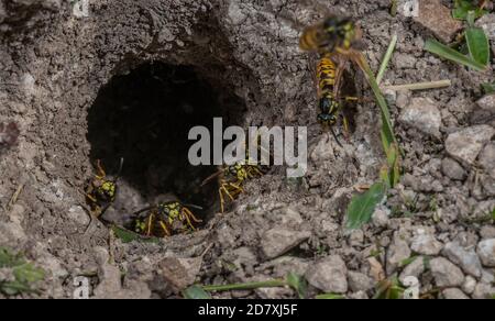 Deutsche Wasp, Vespula germanica, Arbeiter um den unterirdischen Nesteingang. Stockfoto