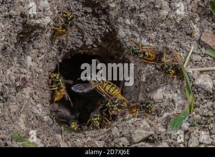 Deutsche Wasp, Vespula germanica, Arbeiter um den unterirdischen Nesteingang. Stockfoto