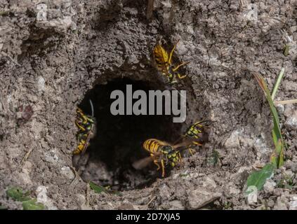 Deutsche Wasp, Vespula germanica, Arbeiter um den unterirdischen Nesteingang. Stockfoto