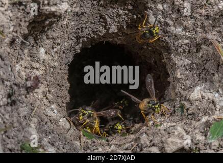 Deutsche Wasp, Vespula germanica, Arbeiter um den unterirdischen Nesteingang. Stockfoto