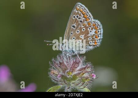 Weiblicher Blauer Schmetterling, Polyommatus icarus, auf dem Kopf von Wild Basil, auf Kreide im Landesboden. Stockfoto