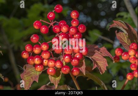 Reife Beeren der Guelder Rose, Viburnum opulus, im Spätsommer, auf Kreide im Landesinnern. Stockfoto