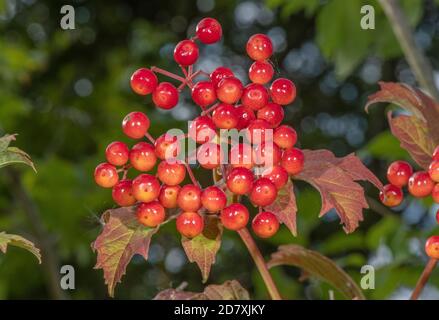 Reife Beeren der Guelder Rose, Viburnum opulus, im Spätsommer, auf Kreide im Landesinnern. Stockfoto