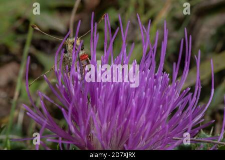 Männlicher Silberfleckiger Skipper, Hesperia Comma, füttert im August auf Kreide im Landesinnern mit stemless Thistle, mit roter trombidium-Milbe. Hampshire. Stockfoto