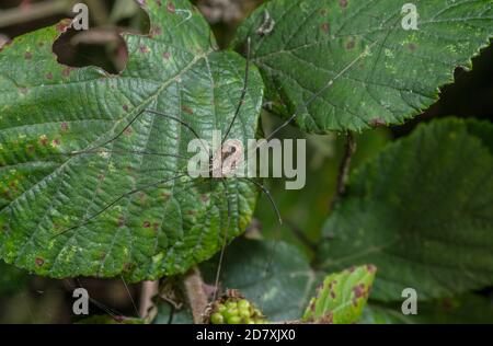 Ein Erntemann, Leiobunum rotundum, auf Brambleaf, im Wald. Stockfoto