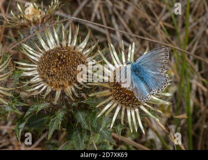 Carline Thistle, Carlina vulgaris, blühend auf Kalkstein-Grasland, mit Besuch Männchen Chalkhill Blue. Dorset. Stockfoto