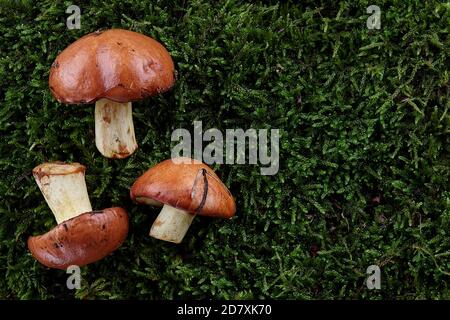 Rutschige Buben oder Suillus luteus auf grünem Mooshintergrund. Wildpilze im Wald. Stockfoto