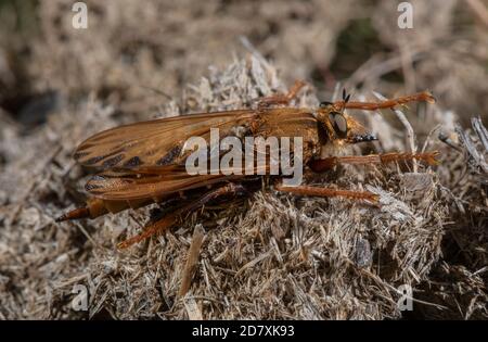 Weibliche Hornet-Raubfliege, Asilus crabroniformis, auf Mist, in grasbewachsenen Heide, Dorset. Stockfoto