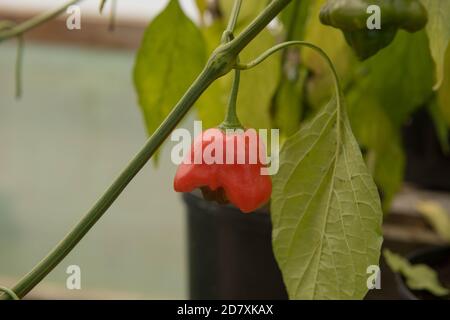 Selbst angebaute Bio-Chili oder Chili Peppers 'Bishops Crown' (Capsicum annuum) Im Gewächshaus auf einer Zuteilung in einem Gemüse wachsen Garten Stockfoto