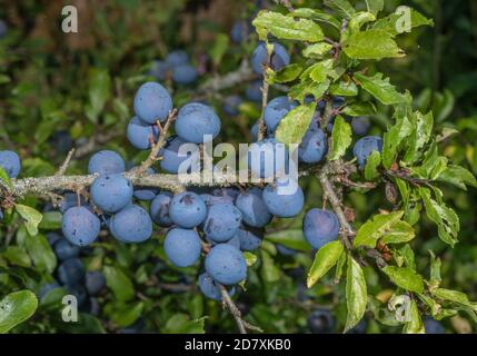Reife Schlehe, Prunus spinosa, auf Schlehdornbusch, Spätsommer. Stockfoto