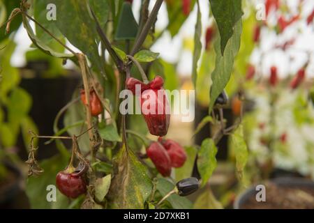 Hausgemachte Bio-Chili oder Chili Peppers 'Pot Black' (Capsicum annuum) Im Gewächshaus auf einer Zuteilung in einem Gemüse wachsen Garten in Rural Devon Stockfoto