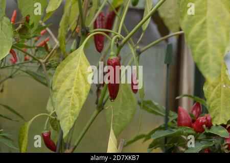 Selbst angebaute Bio-Chili oder Chili Peppers 'Rocky' (Capsicum annuum) wächst in einem Gewächshaus auf einer Zuteilung in einem Gemüsegarten in Rural Devon, eng Stockfoto