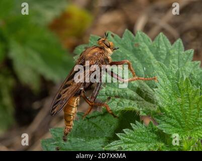 Männliche Hornet-Raubfliege, Asilus crabroniformis, auf Brennnessel auf Kreide im Landesinnegebiet, Hampshire thront. Stockfoto