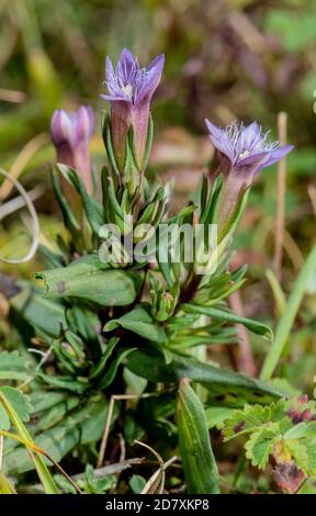 Herbstgenzian, Gentianella amarella ssp. amarella, auf Kreide im Unterland, im Spätsommer; Hampshire. Stockfoto