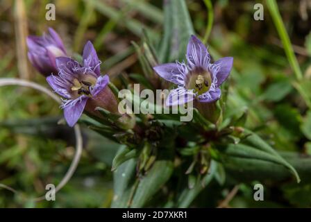 Herbstgenzian, Gentianella amarella ssp. amarella, auf Kreide im Unterland, im Spätsommer; Hampshire. Stockfoto