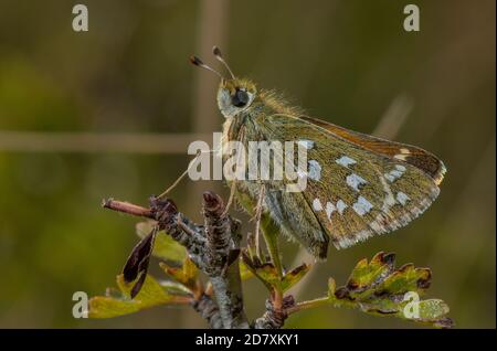 Weibliche Silberfleckige Skipperin, Hesperia Comma, auf Weißdorn, auf Kreide im August. Hampshire. Stockfoto