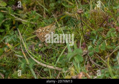 Ein Paar Silberfleckenskipper, Hesperia Comma, im August auf Kreide im Vorland. Hampshire. Stockfoto