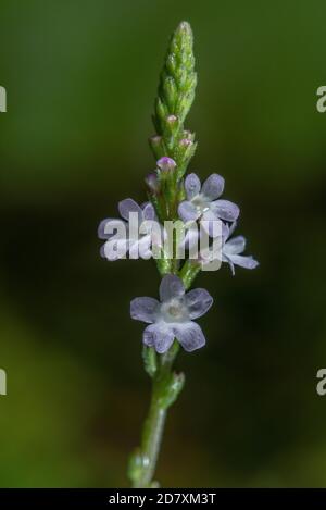 Blütenstand der Gemeinen Vervain, Verbena officinalis, blühend im Grasland. Stockfoto