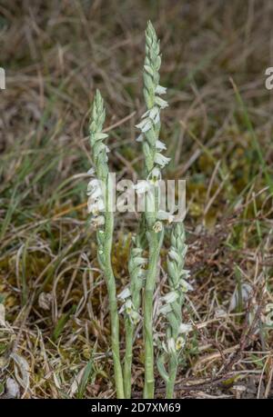 Herbstlätzchen, Spiranthes spiralis, blüht im Spätsommer auf weidelndem Kreidegrasland. Stockfoto