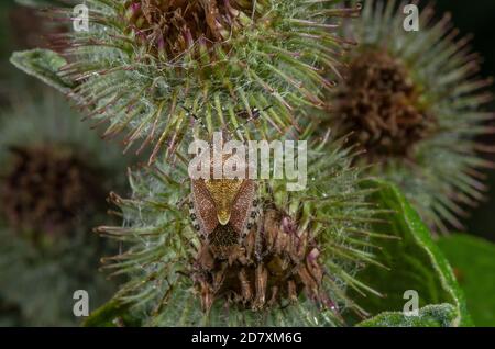 Ausgewachsener Hairy Shieldbug, Dolycoris baccarum, auf Klette, Spätsommer. Stockfoto