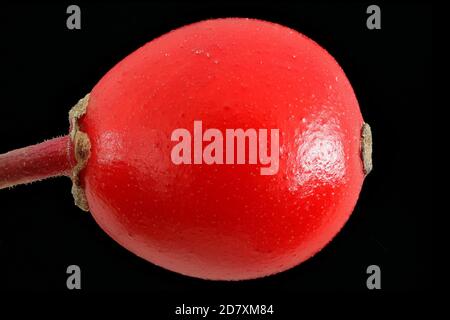 Ilex aquifolium, Holly, Stechpalme, close up, Obst, Beere Stockfoto