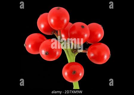 Ilex aquifolium, Holly, Stechpalme, close up, Früchte, Beere Stockfoto